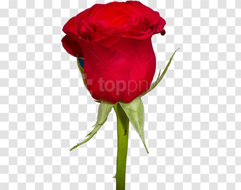 Drawing Of Family - Plant - Floribunda Bud Transparent PNG