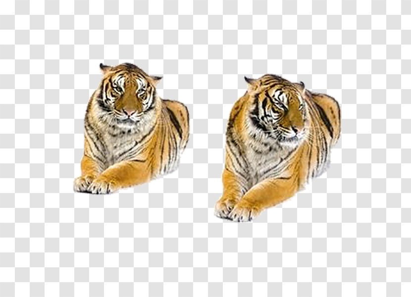 Bengal Tiger Siberian Stock Photography White - Creative Transparent PNG