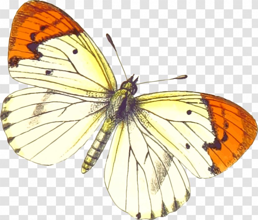 Matabele Land And The Victoria Falls, From Letters Journals Of Frank Oates Butterfly Download Information - Lycaenid - Buterfly Transparent PNG