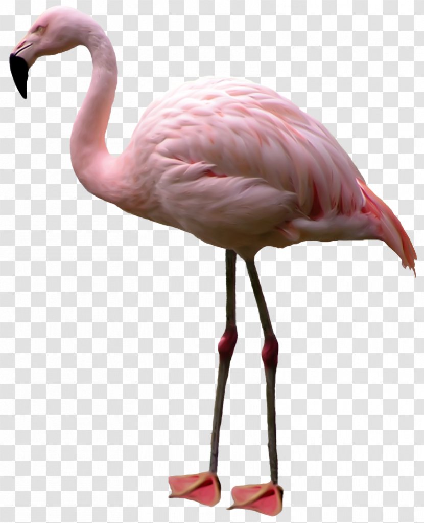 Flamingo Clip Art Bird Psd Transparent PNG