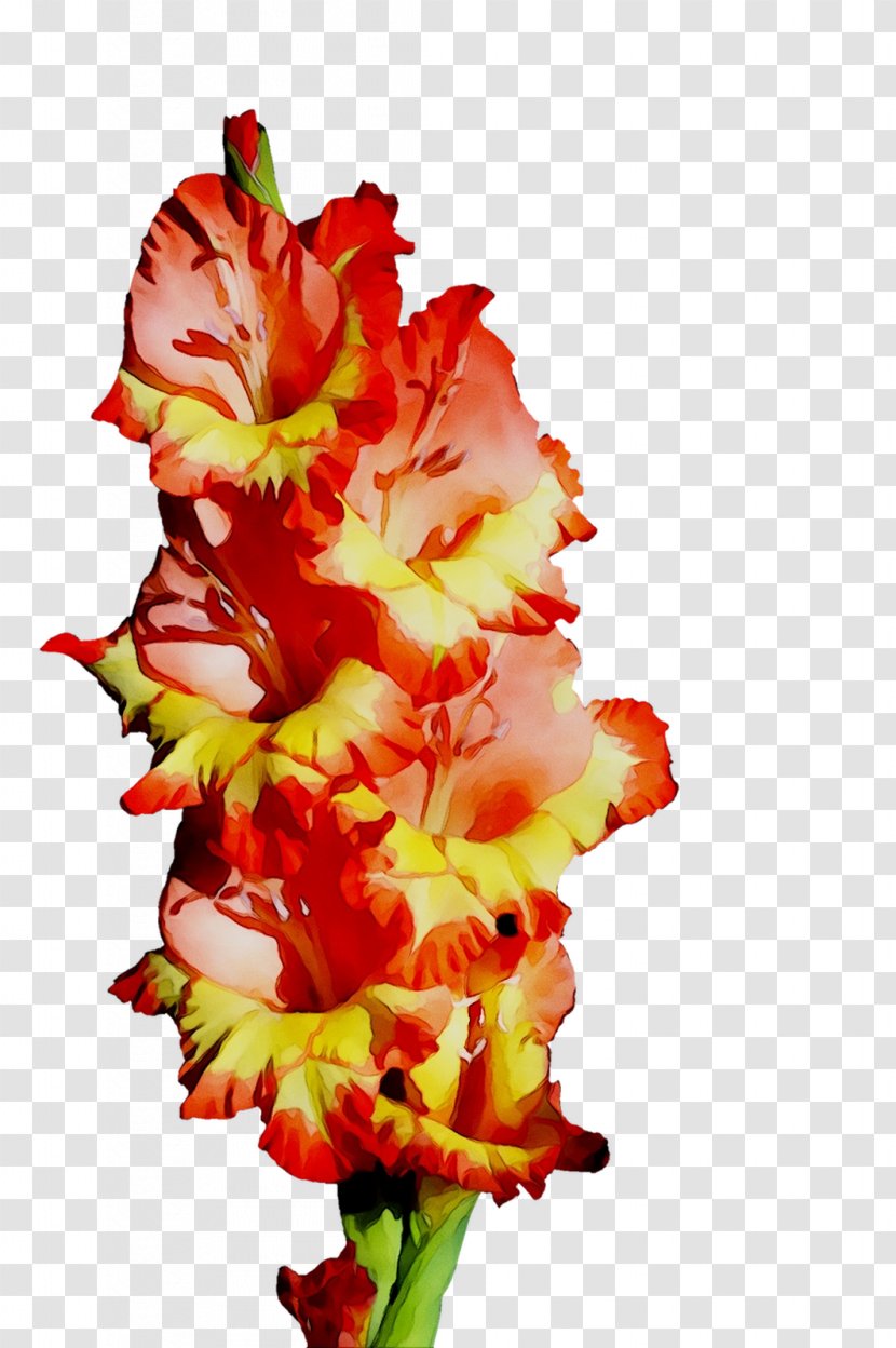 Gladiolus Cut Flowers Floral Design Plant Stem - Flower Transparent PNG