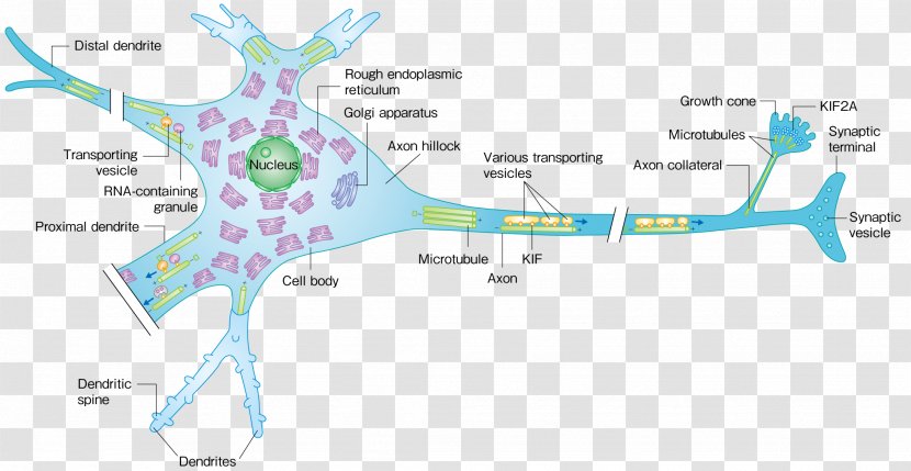 Motor Protein Kinesin Microtubule Neuron - Map - Dynein Transparent PNG