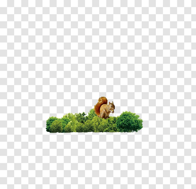 Forest Woodland Icon Transparent PNG