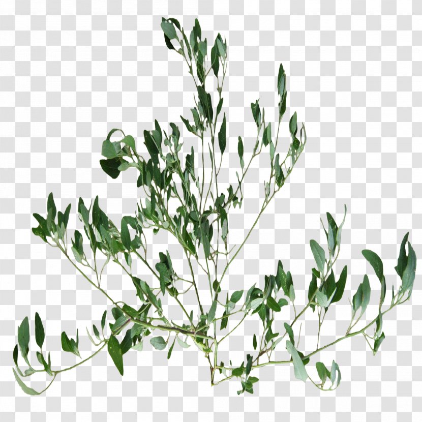Twig Herbalism Plant Stem Leaf - Grass Roots Transparent PNG