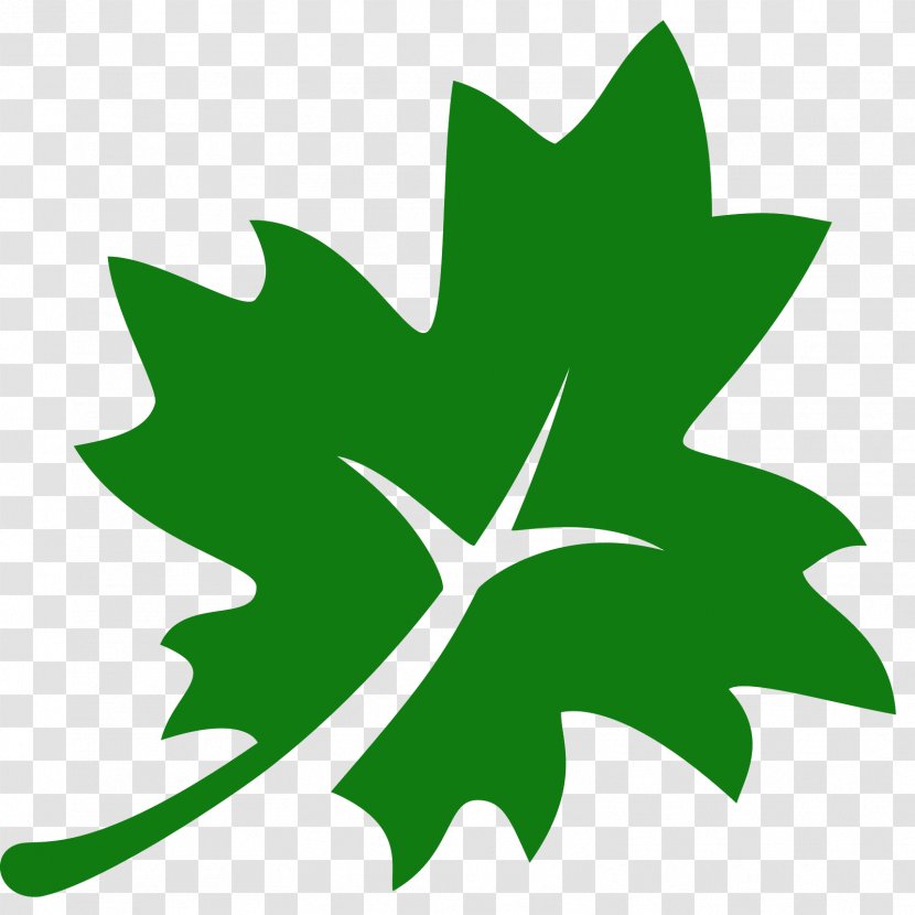 Acer Nigrum Maple Leaf - Tree - Olive Transparent PNG