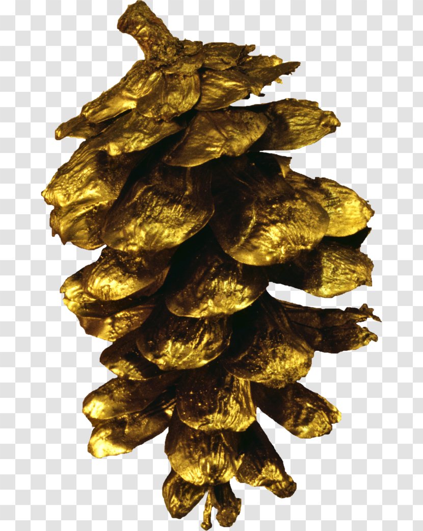 Conifer Cone Pine Clip Art - Tree - Family Transparent PNG