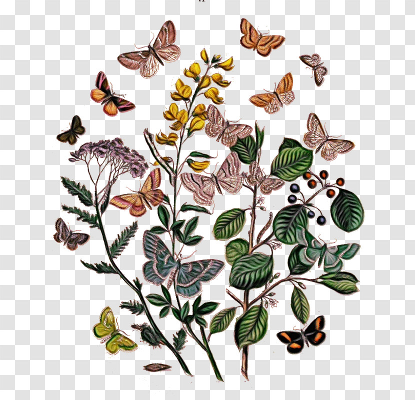 Butterfly Moths And Butterflies Flower Insect Plant Transparent PNG