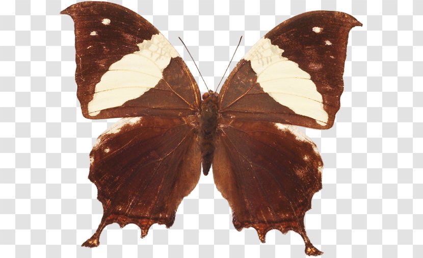 Brush-footed Butterflies Butterfly Moths Insect - Moth Transparent PNG