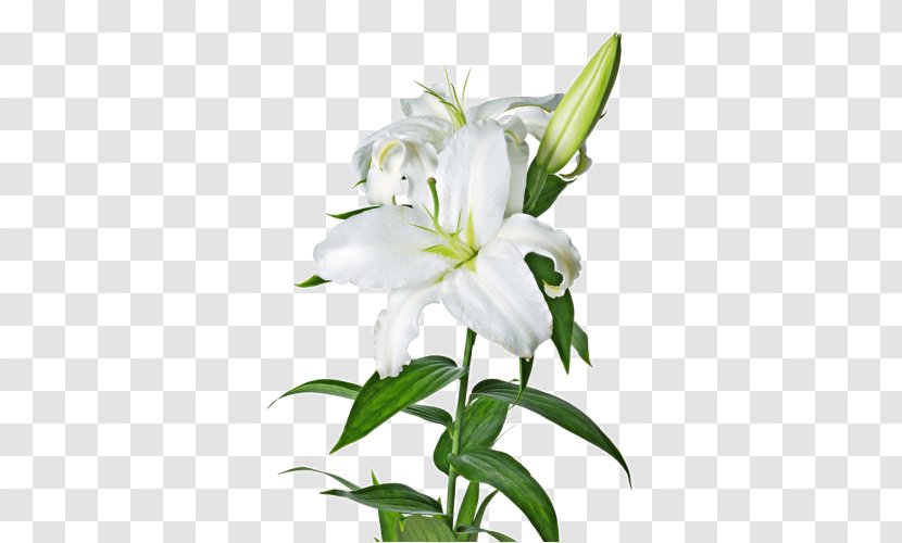 Easter Lily Flower Madonna Lilium ‘Casa Blanca’ Clip Art Transparent PNG