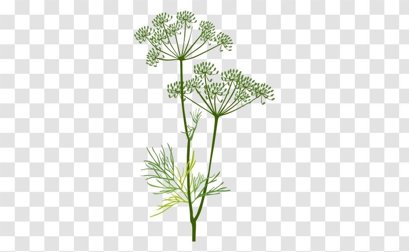 Cow Parsley Herbaceous Plant Dill Fennel - Mint Transparent PNG