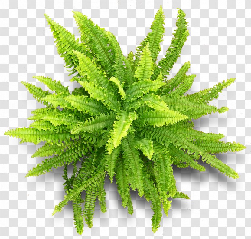 Vascular Plant Fern Herbalism - Ferns And Horsetails - Chinoiserie Transparent PNG