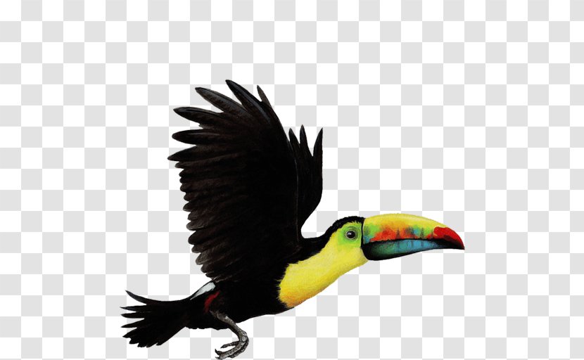Bird Parrot Toco Toucan Choco Clip Art - Animal Transparent PNG