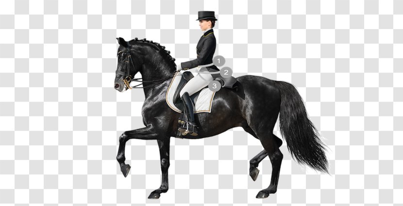 Horse Dressage Equestrian Stock Photography Saddle - Animal Sports Transparent PNG