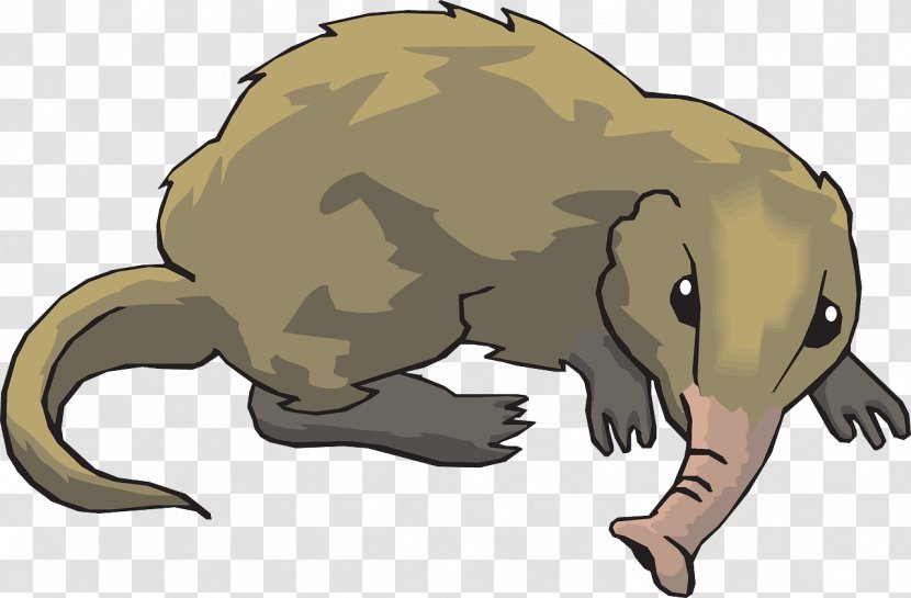 Elephant Shrew Clip Art - Vole - Nose Transparent PNG