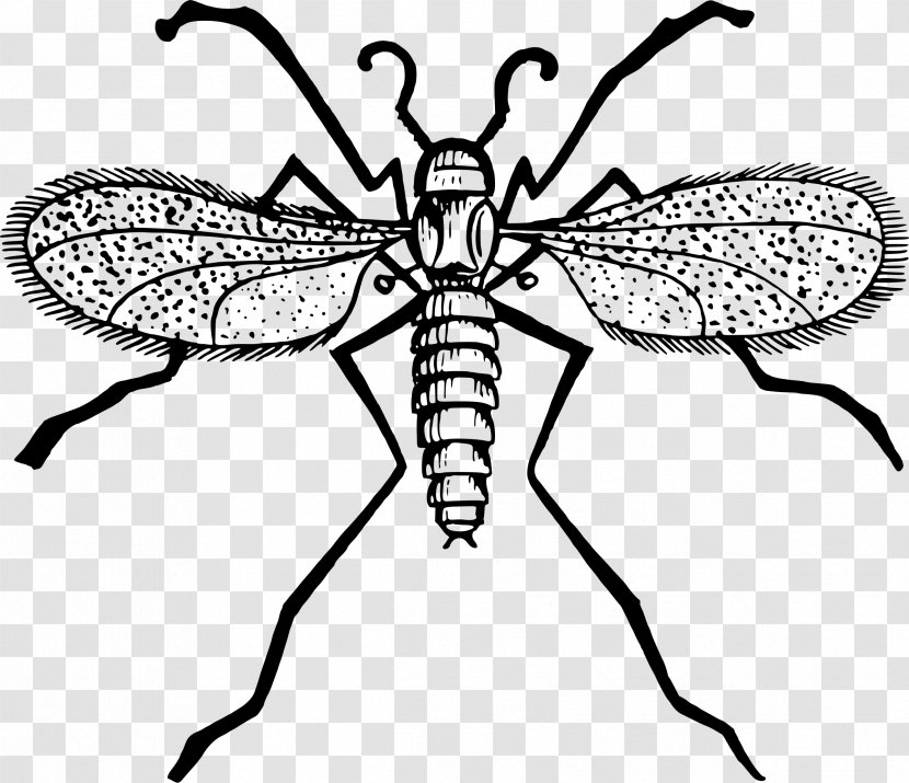 Fly Mosquito Gnat Clip Art - Cartoon Transparent PNG