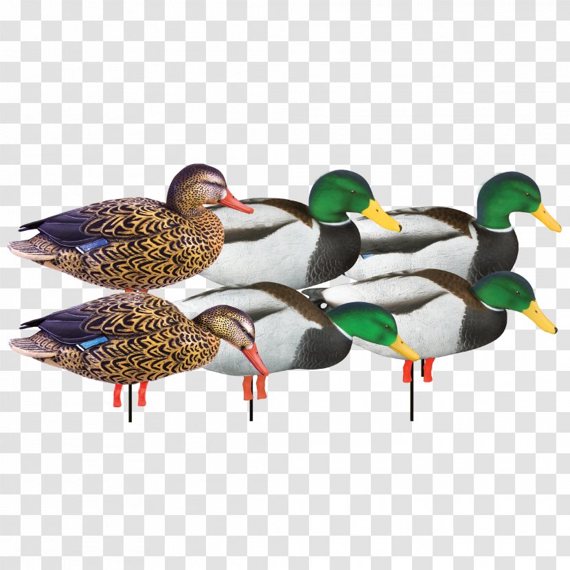 Mallard Duck Decoy Goose - Anseriformes - Jemima Puddle Transparent PNG