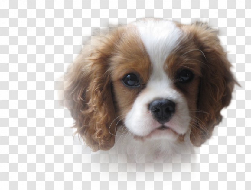 Cavalier King Charles Spaniel Puppy Dog Breed English Cocker Transparent PNG