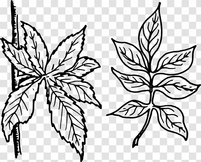 Leaf Pinnation Petiole Clip Art - Flower - Leaves And Transparent PNG