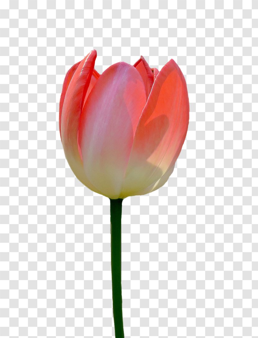 Tulip Flower - A Transparent PNG