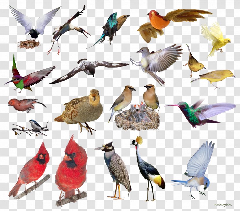 Bird Clip Art Beak Feather - Wildlife Transparent PNG