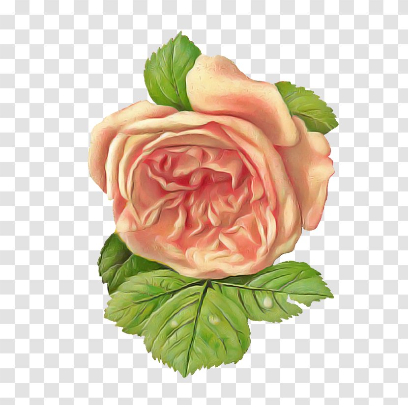 Garden Roses - Petal - Flowering Plant Rose Family Transparent PNG