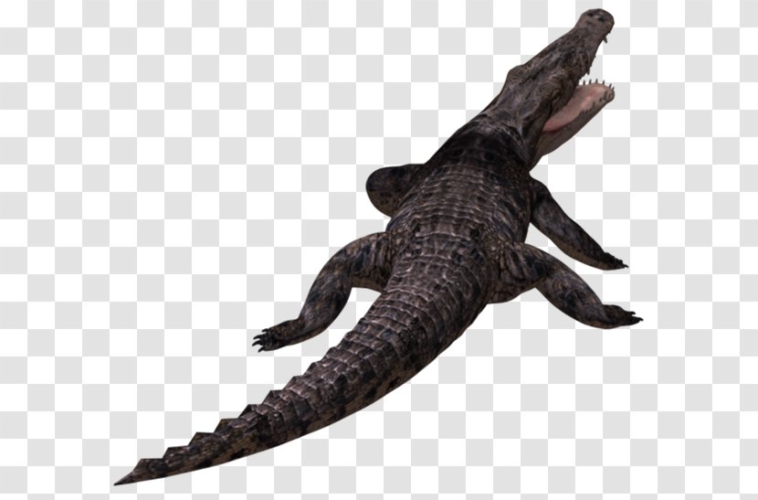 Alligators Crocodiles Clip Art - Animal Figure - Crocodile Transparent PNG