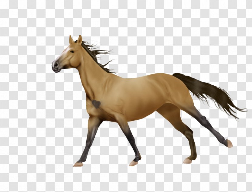 Mustang Foal Mare Stallion Art - Drawing Transparent PNG