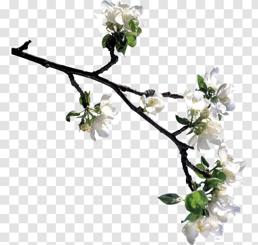 Flower Lily Tree Image Plants - Flowering Plant - Background tree Transparent PNG