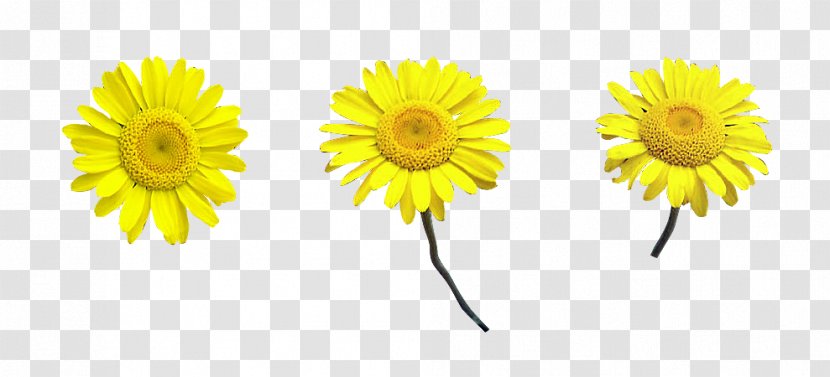 Common Daisy Chrysanthemum Transvaal Family Oxeye Transparent PNG