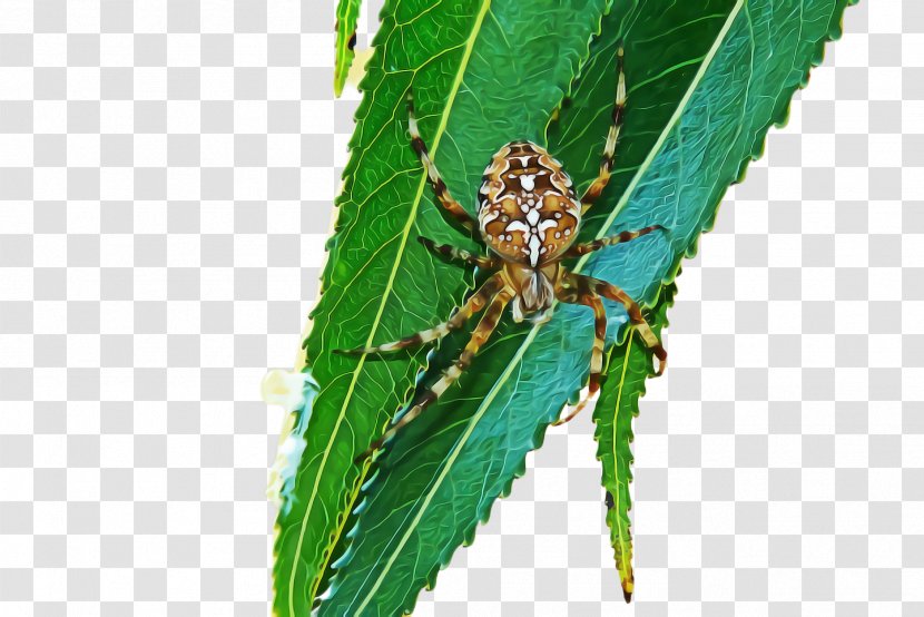 Insect Leaf Pest Plant Bug - Parasite Pathology Transparent PNG