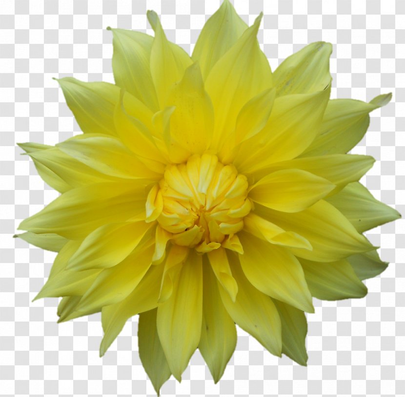 Dahlia Belur Math Dakshineswar Flower Plant - Common Daisy - 8 Auspicious Transparent PNG