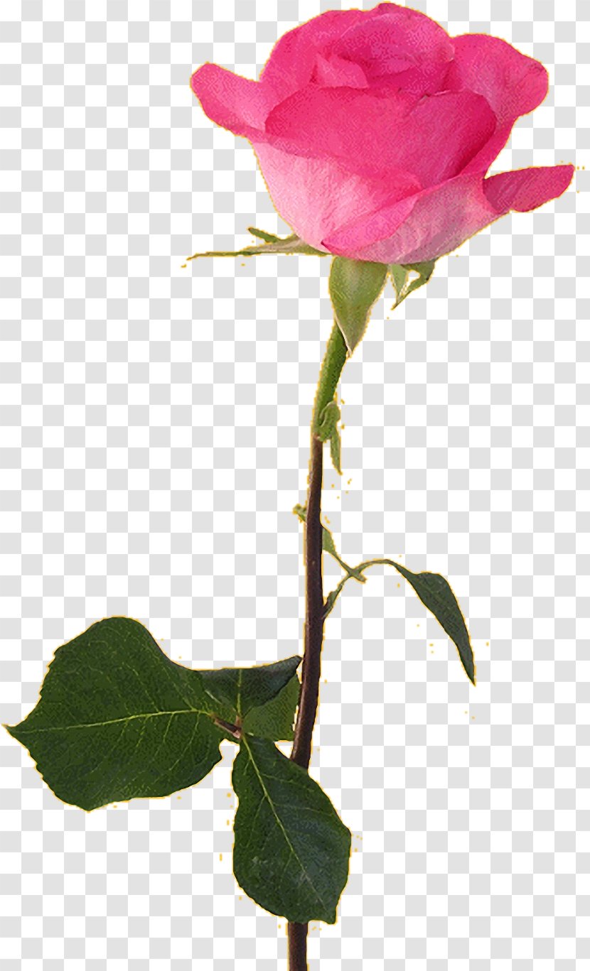 Flower Beach Rose Garden Roses - Order Transparent PNG