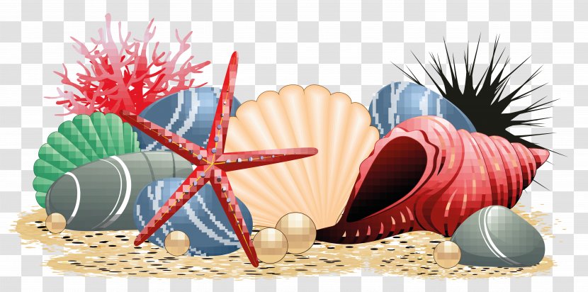 Seashell Beach Starfish - Cartoon - Conch Transparent PNG