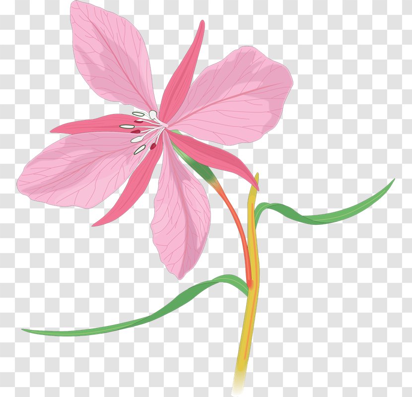 Orchids Clip Art - Pink Family - Lavender Flowers Transparent PNG