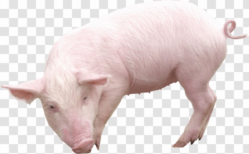 Clip Art - Pig Farming - Image Transparent PNG