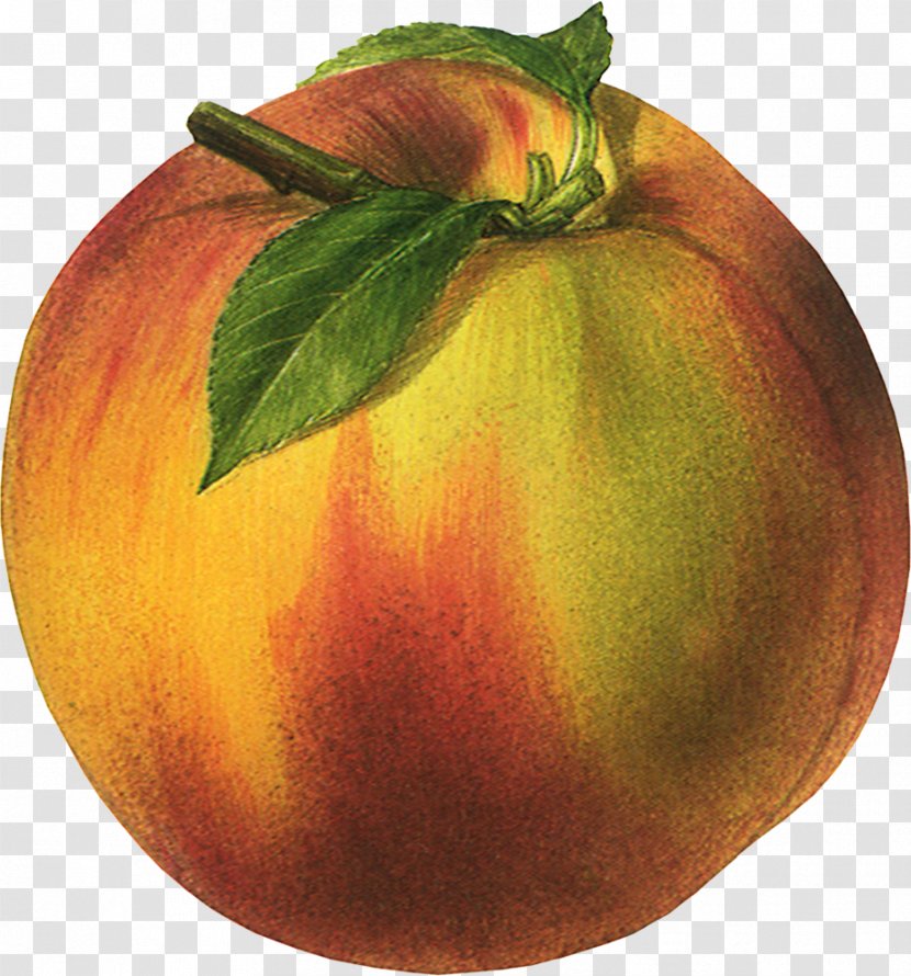 Nectarine Organic Food Fruit Poster Peach - Image Transparent PNG