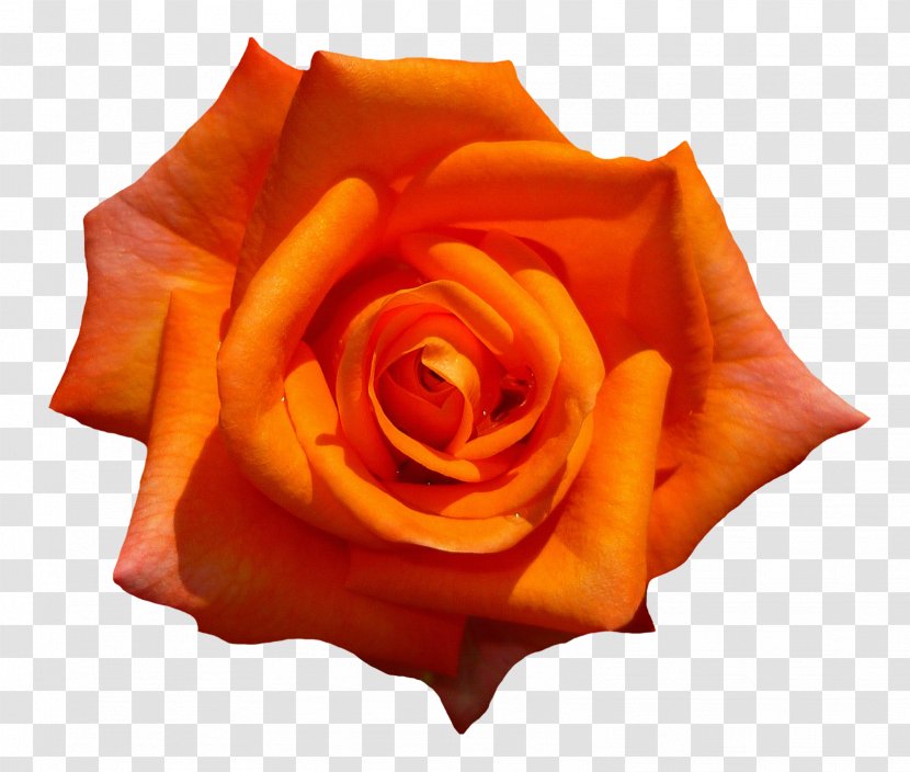 Garden Roses Flower - Orange Rose Top View Transparent PNG