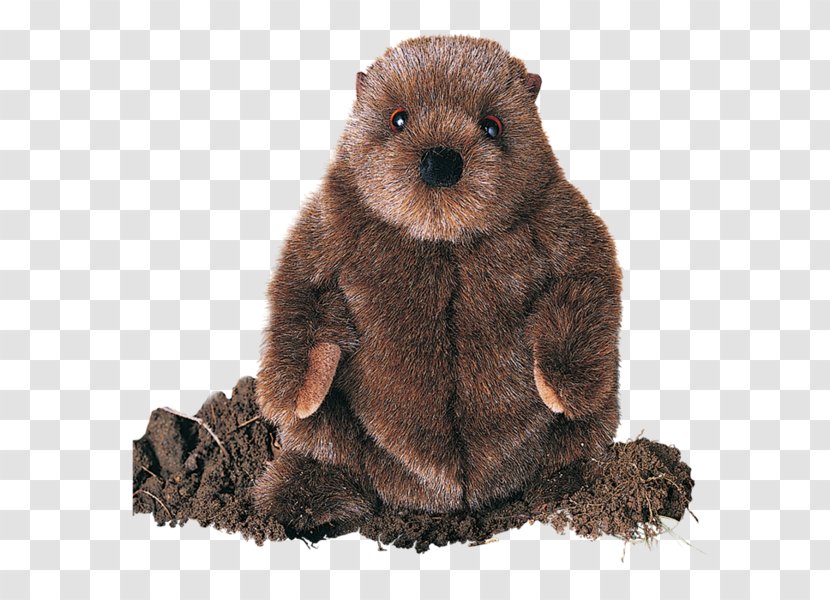 Punxsutawney Phil Groundhog Day Beaver - Bear Transparent PNG