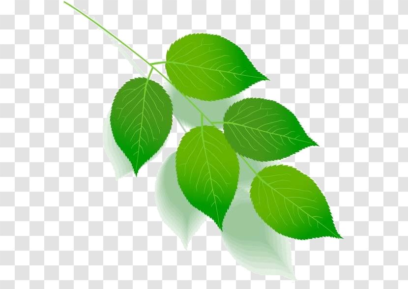 Green Leaf Color Tree Plant Stem - Flower Transparent PNG