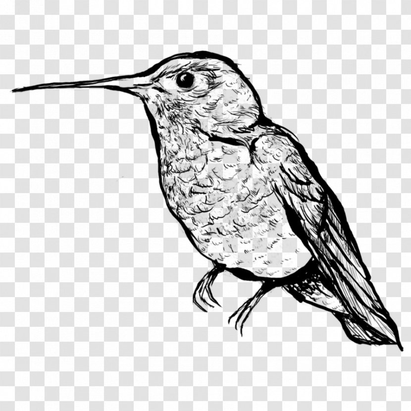 Hummingbird Beak Line Art Drawing - Organism - Humming Birds Transparent PNG