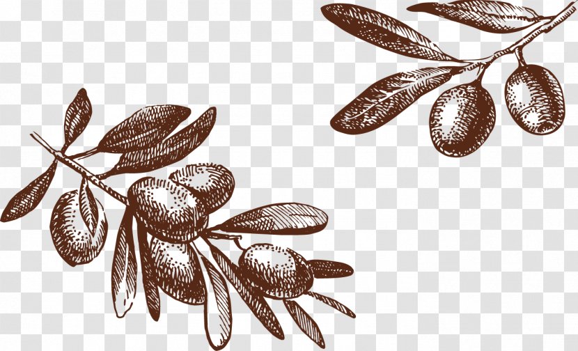 Olive Drawing Photography Illustration - Stock - Tree Transparent PNG