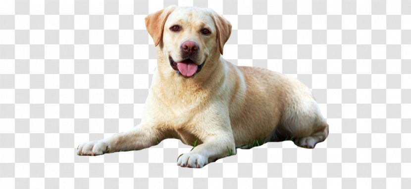 Labrador Retriever Puppy A Perfect Dog Guide: Guide To Selection, Care, Nutrition, Rearing, Training, Health, Breeding, Sports And Play Image - Carnivoran Transparent PNG