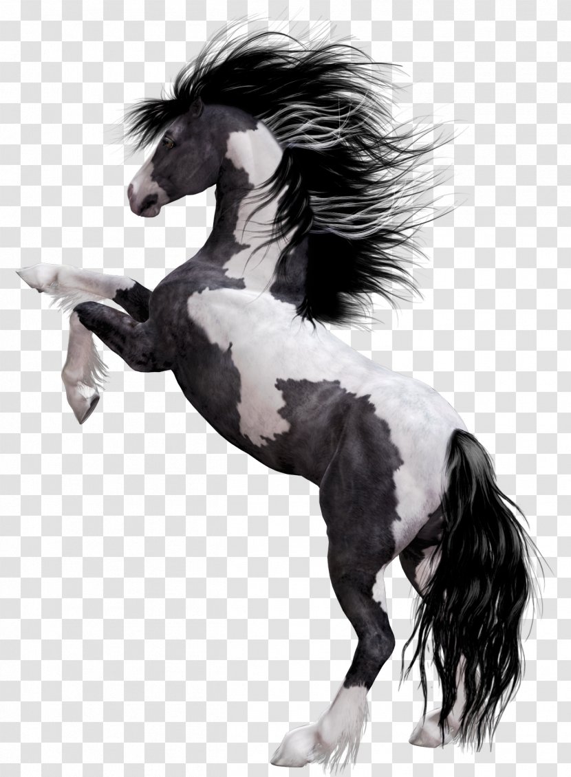 Arabian Horse Appaloosa Mustang American Paint Stallion - Animal Transparent PNG