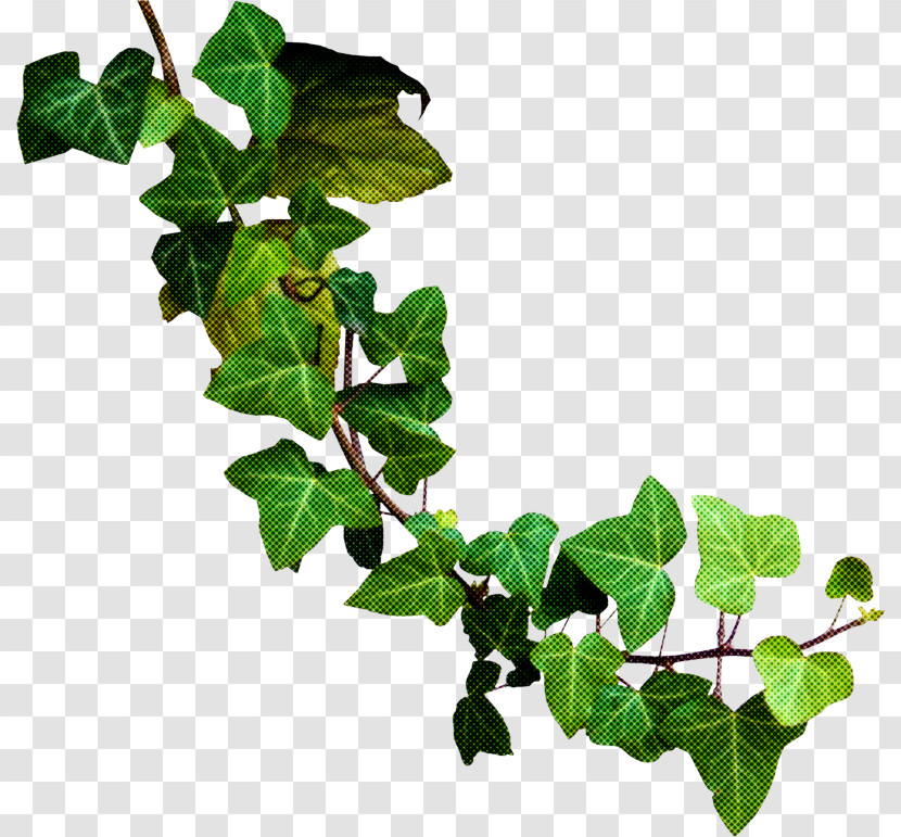 Leaf Plant Stem Flowerpot Tree Branching Transparent PNG