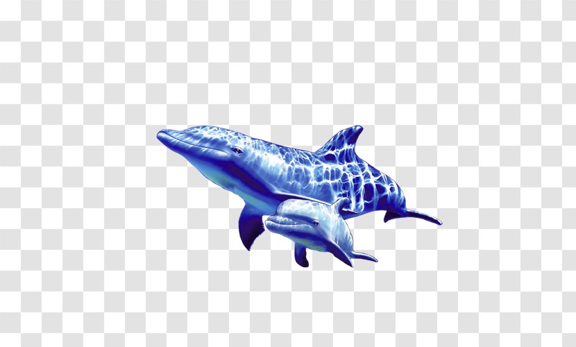 Dolphin Image Resolution Wallpaper - Screensaver Transparent PNG