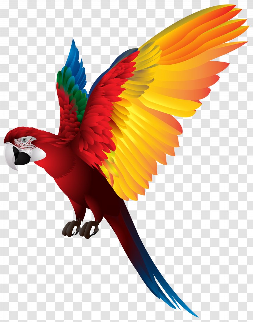 Bird True Parrot Macaw Clip Art - Beak Transparent PNG