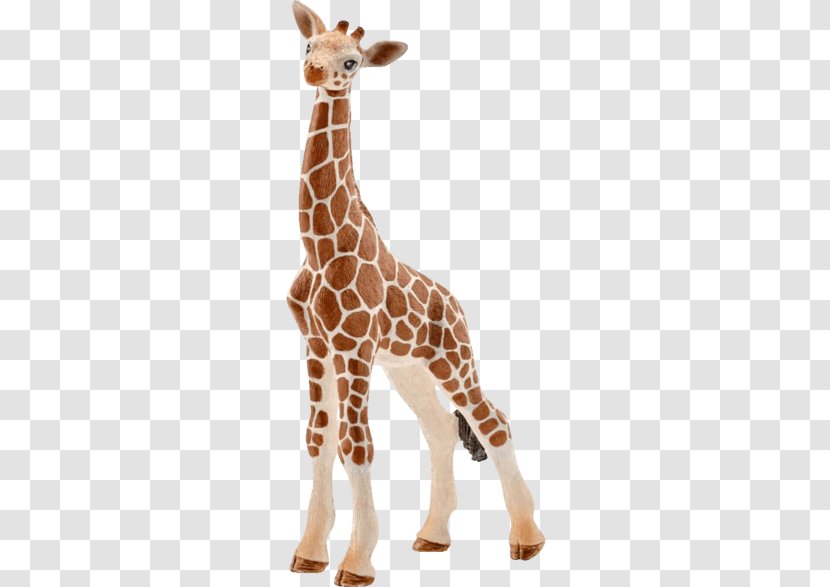 Giraffe Giraffidae Animal Figure Wildlife Snout - Figurine Fawn Transparent PNG