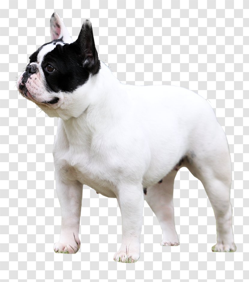 Toy Bulldog French Valley Olde English Bulldogge White - Dog Breed Group - Race Transparent PNG