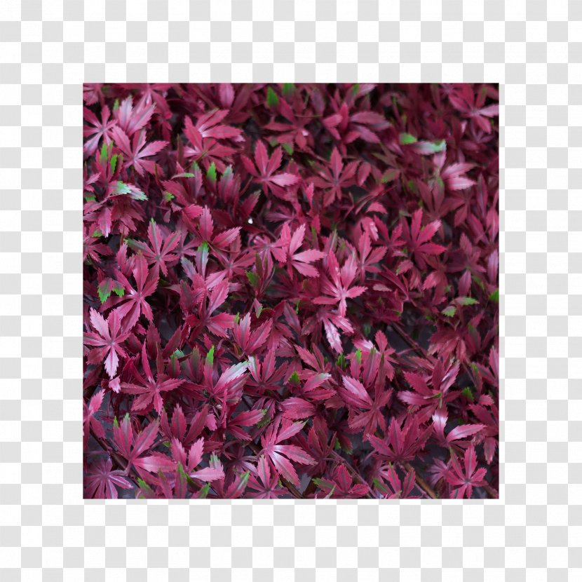 Petal Groundcover Pink M Shrub - Plant - Trifolium Transparent PNG