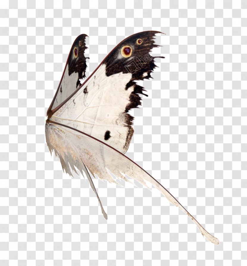 Butterfly Brush-footed Butterflies Wing Image - Pollinator Transparent PNG